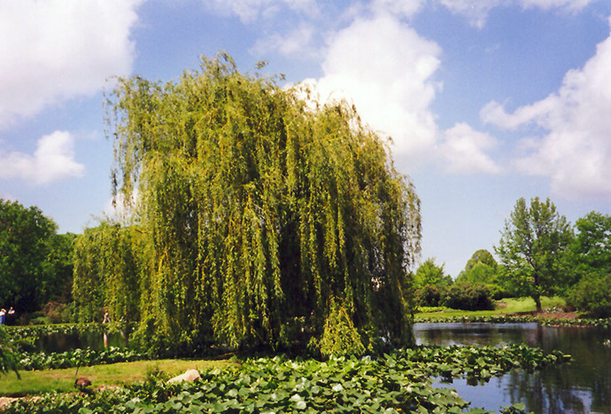 Golden Weeping Willow (Salix alba 'Tristis') at Caan Floral & Greenhouse
