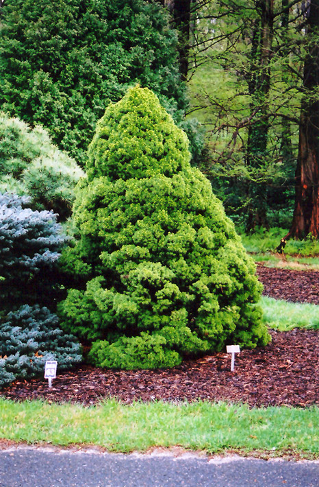Dwarf Alberta Spruce (Picea glauca 'Conica') at Caan Floral & Greenhouse