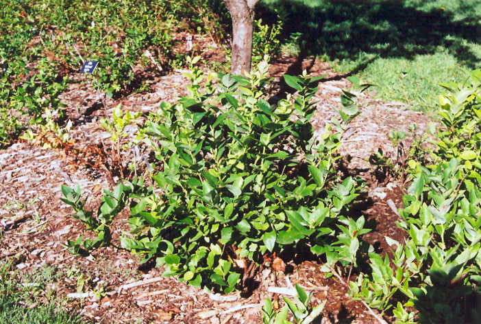 Polaris Blueberry (Vaccinium 'Polaris') at Caan Floral & Greenhouse