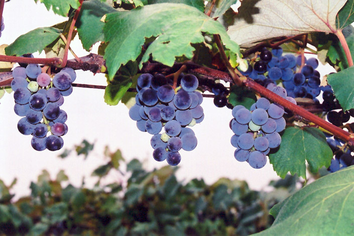 Concord Grape (Vitis 'Concord') at Caan Floral & Greenhouse
