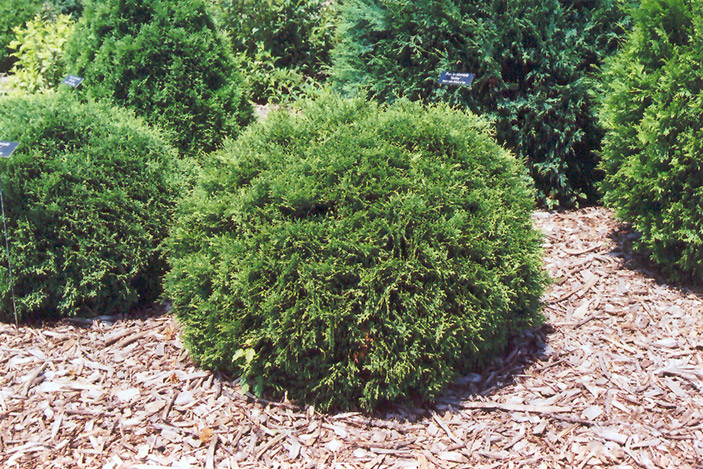 Hetz Midget Arborvitae (Thuja occidentalis 'Hetz Midget') at Caan Floral & Greenhouse