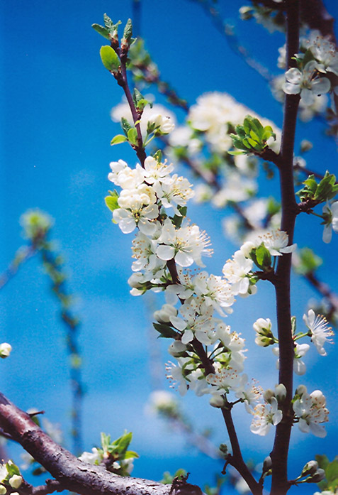 Mount Royal Plum (Prunus 'Mount Royal') at Caan Floral & Greenhouse