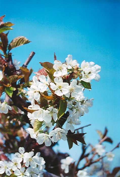 Bing Cherry (Prunus avium 'Bing') at Caan Floral & Greenhouse