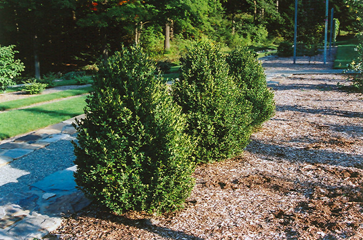 Green Mountain Boxwood (Buxus 'Green Mountain') at Caan Floral & Greenhouse