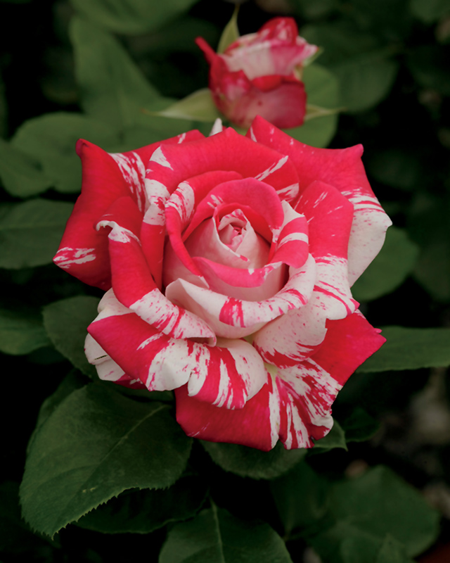 Neil Diamond Rose (Rosa 'WEKdereroro') at Caan Floral & Greenhouse