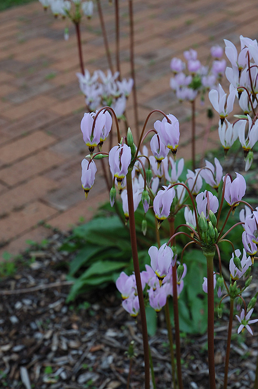Shooting Star (Dodecatheon meadia) at Caan Floral & Greenhouse