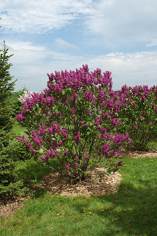 Ludwig Spaeth Lilac (Syringa vulgaris 'Ludwig Spaeth') at Caan Floral & Greenhouse