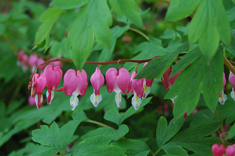 Common Bleeding Heart (Dicentra spectabilis) at Caan Floral & Greenhouse