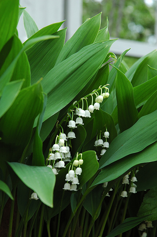 Lily-Of-The-Valley (Convallaria majalis) at Caan Floral & Greenhouse