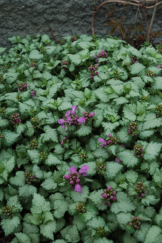 Red Nancy Spotted Dead Nettle (Lamium maculatum 'Red Nancy') at Caan Floral & Greenhouse