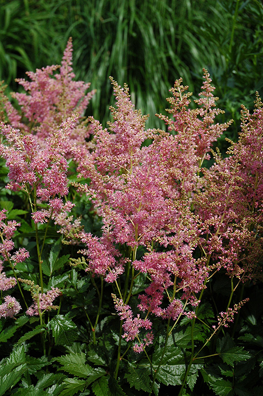 Amethyst Astilbe (Astilbe x arendsii 'Amethyst') at Caan Floral & Greenhouse