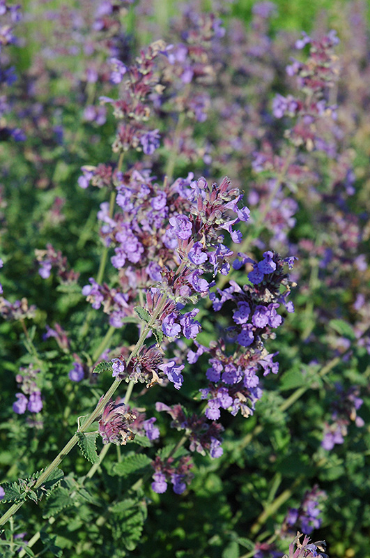 Walker's Low Catmint (Nepeta x faassenii 'Walker's Low') at Caan Floral & Greenhouse