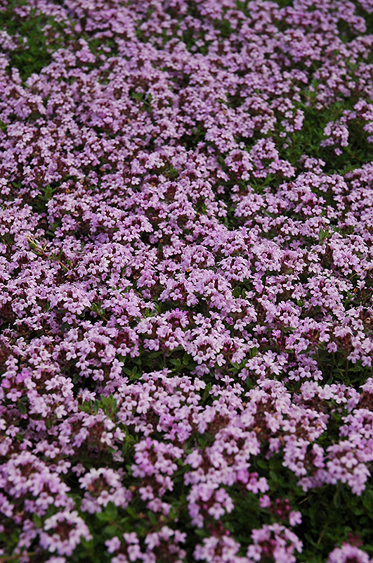 Red Creeping Thyme (Thymus praecox 'Coccineus') at Caan Floral & Greenhouse
