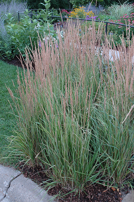 Variegated Reed Grass (Calamagrostis x acutiflora 'Overdam') at Caan Floral & Greenhouse