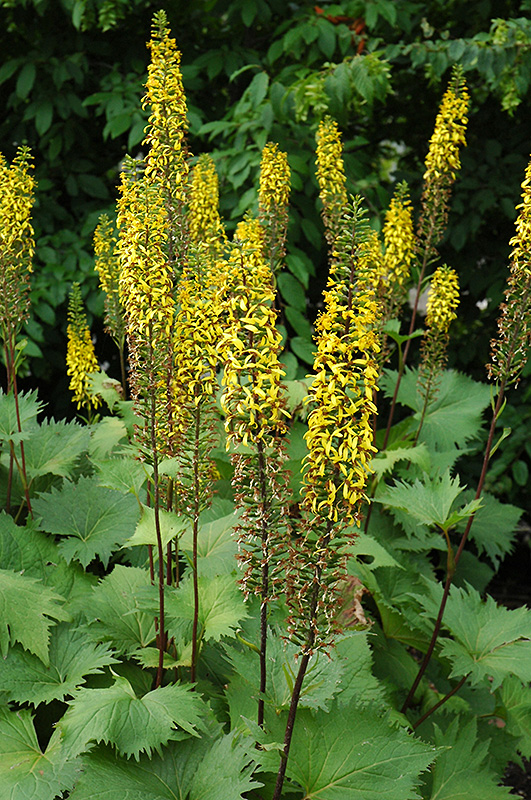 The Rocket Rayflower (Ligularia 'The Rocket') at Caan Floral & Greenhouse