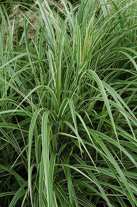 Variegated Silver Grass (Miscanthus sinensis 'Variegatus') at Caan Floral & Greenhouse