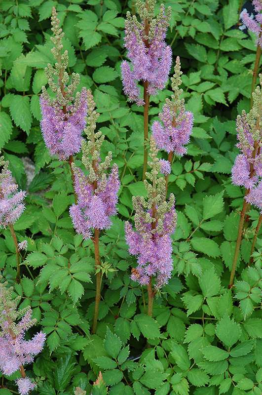 Dwarf Chinese Astilbe (Astilbe chinensis 'Pumila') at Caan Floral & Greenhouse