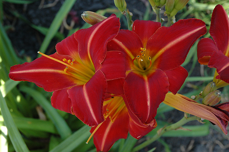 Chicago Fire Daylily (Hemerocallis 'Chicago Fire') at Caan Floral & Greenhouse