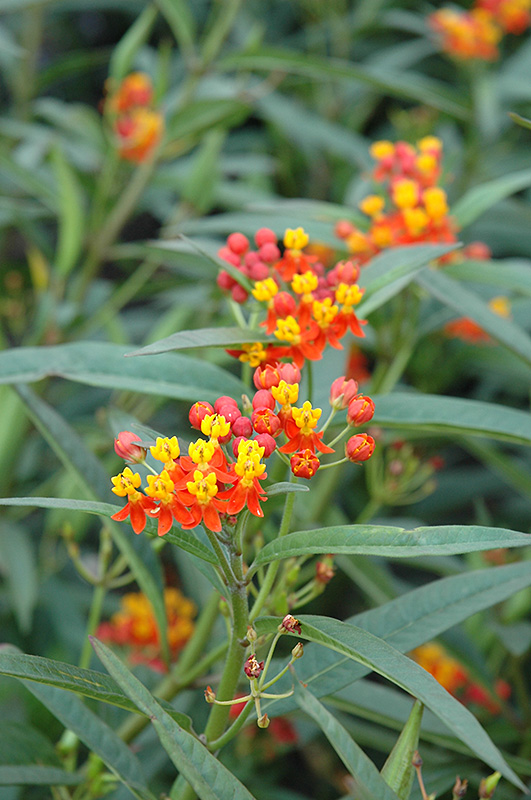 Red Butterfly Milkweed (Asclepias curassavica 'Red Butterfly') at Caan Floral & Greenhouse