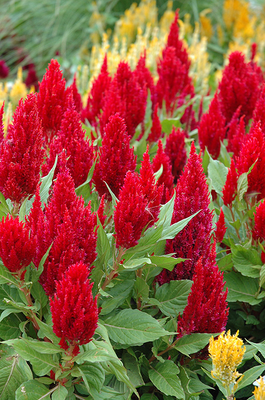 Fresh Look Red Celosia (Celosia 'Fresh Look Red') at Caan Floral & Greenhouse