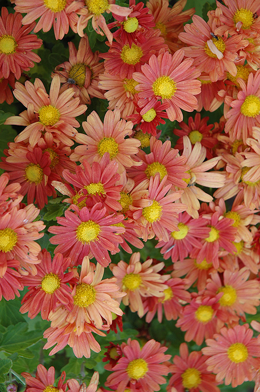 Coral Daisy Chrysanthemum (Chrysanthemum 'Coral Daisy') at Caan Floral & Greenhouse