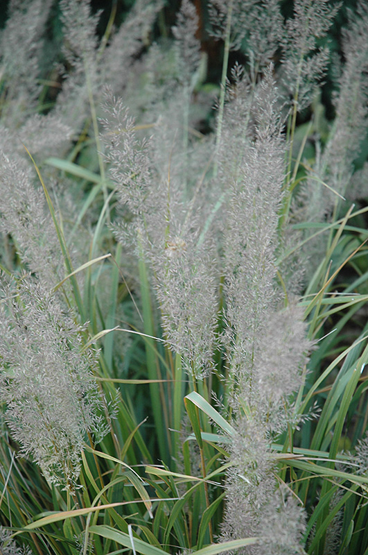 Korean Reed Grass (Calamagrostis brachytricha) at Caan Floral & Greenhouse