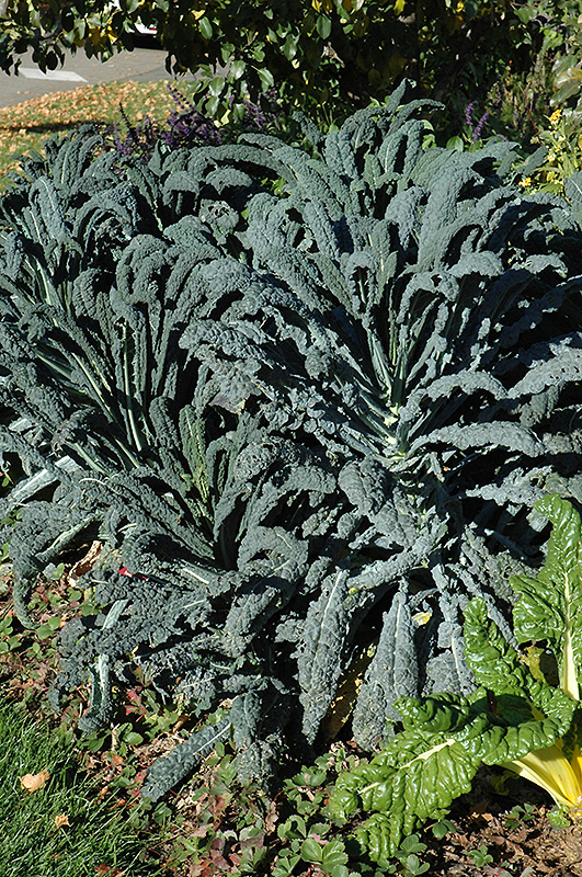 Dinosaur Kale (Brassica oleracea var. sabellica 'Lacinato') at Caan Floral & Greenhouse
