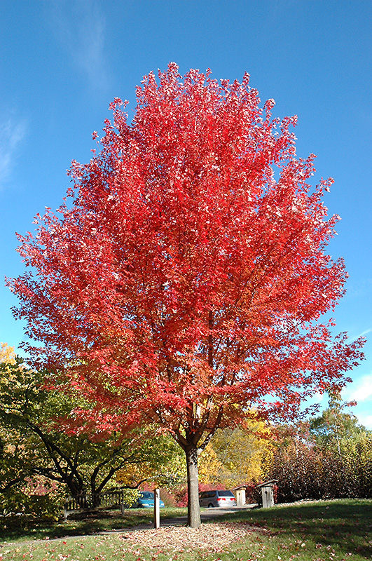 Autumn Blaze Maple (Acer x freemanii 'Jeffersred') at Caan Floral & Greenhouse