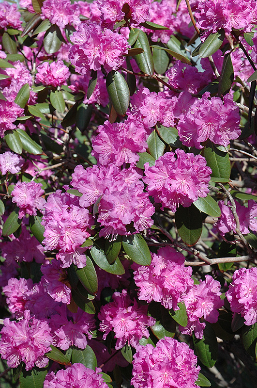P.J.M. Rhododendron (Rhododendron 'P.J.M.') at Caan Floral & Greenhouse