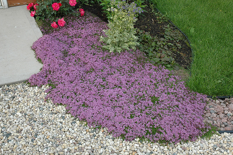 Red Creeping Thyme (Thymus praecox 'Coccineus') at Caan Floral & Greenhouse