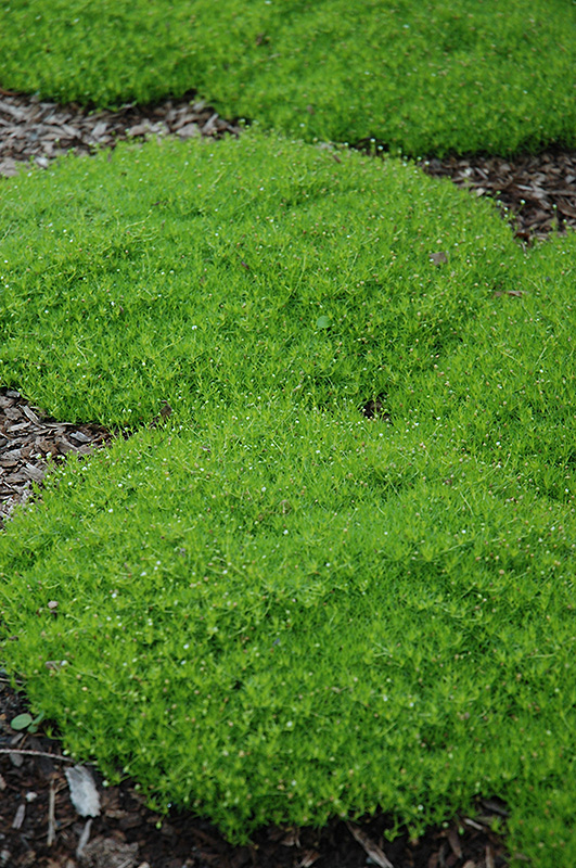 Irish Moss (Sagina subulata) at Caan Floral & Greenhouse