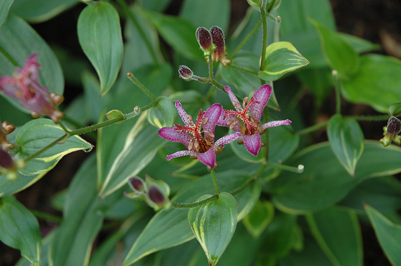 Gilt Edge Toad Lily (Tricyrtis formosana 'Gilt Edge') at Caan Floral & Greenhouse