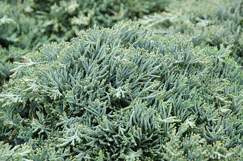 Icee Blue Juniper (Juniperus horizontalis 'Icee Blue') at Caan Floral & Greenhouse