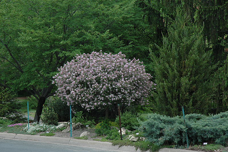 Dwarf Korean Lilac (tree form) (Syringa meyeri 'Palibin (tree form)') at Caan Floral & Greenhouse