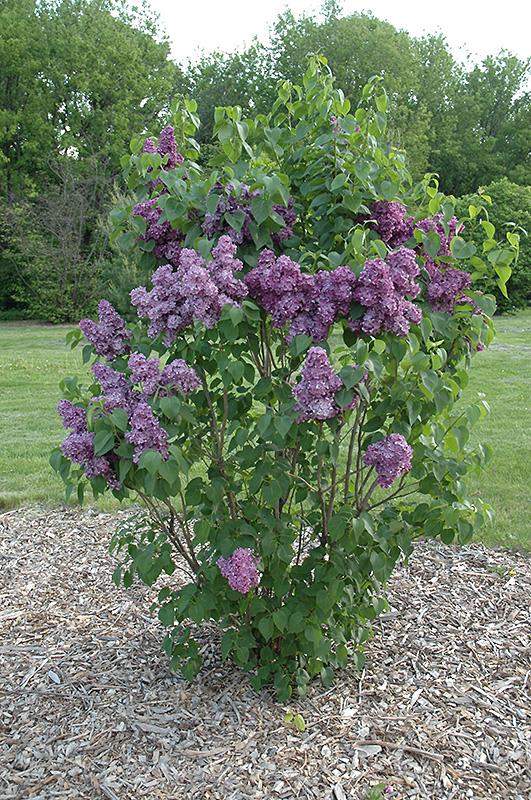 Yankee Doodle Lilac (Syringa vulgaris 'Yankee Doodle') at Caan Floral & Greenhouse