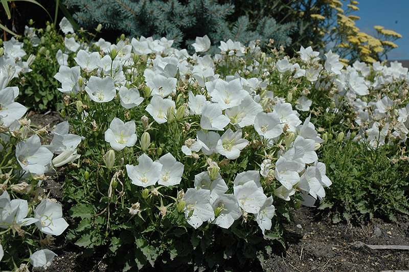 White Clips Bellflower (Campanula carpatica 'White Clips') at Caan Floral & Greenhouse