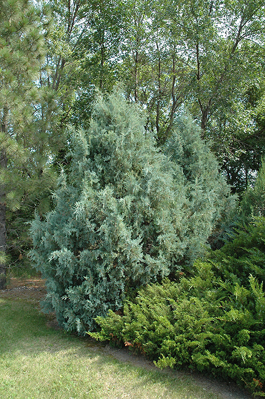 Wichita Blue Juniper (Juniperus scopulorum 'Wichita Blue') at Caan Floral & Greenhouse