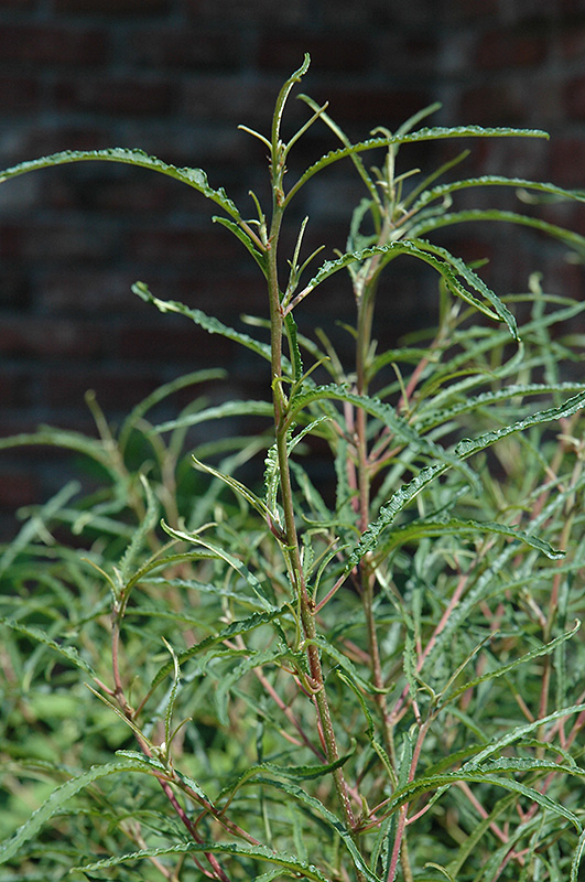Fine Line Fern Leaf Buckthorn (Rhamnus frangula 'Ron Williams') at Caan Floral & Greenhouse