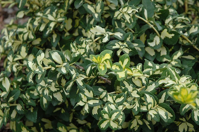Moonshadow Wintercreeper (Euonymus fortunei 'Moonshadow') at Caan Floral & Greenhouse