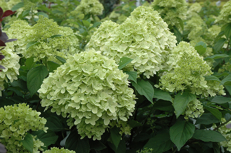 Limelight Prime Hydrangea (Hydrangea paniculata 'SMNHPPH') at Caan Floral & Greenhouse