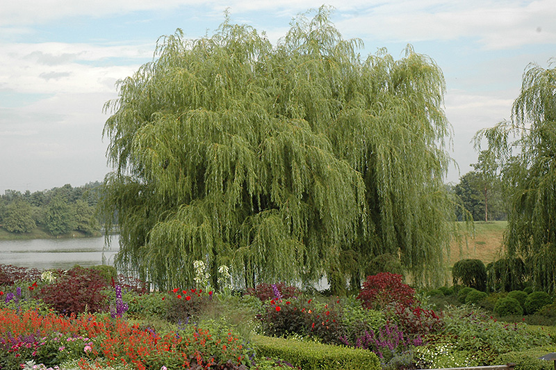 Golden Weeping Willow (Salix alba 'Tristis') at Caan Floral & Greenhouse