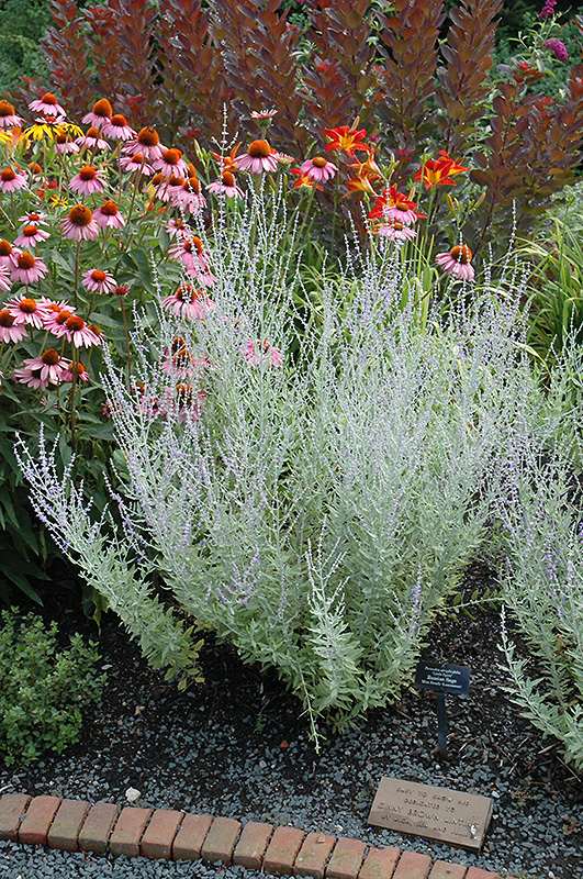 Little Spire Russian Sage (Perovskia 'Little Spire') at Caan Floral & Greenhouse