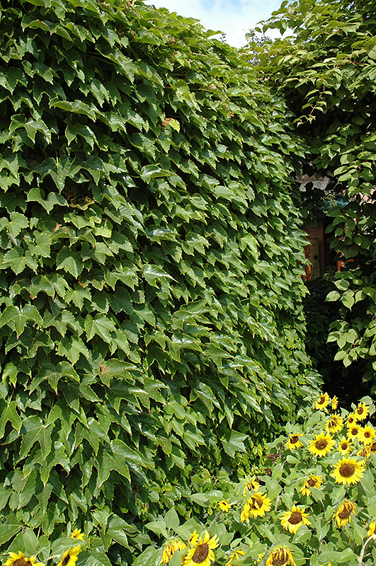 Boston Ivy (Parthenocissus tricuspidata) at Caan Floral & Greenhouse