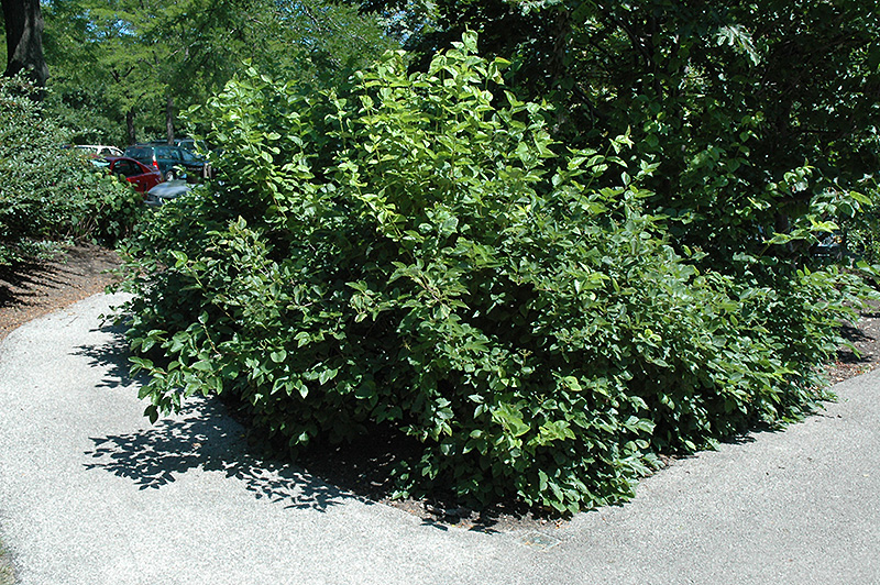 Chicago Lustre Viburnum (Viburnum dentatum 'Synnesvedt') at Caan Floral & Greenhouse