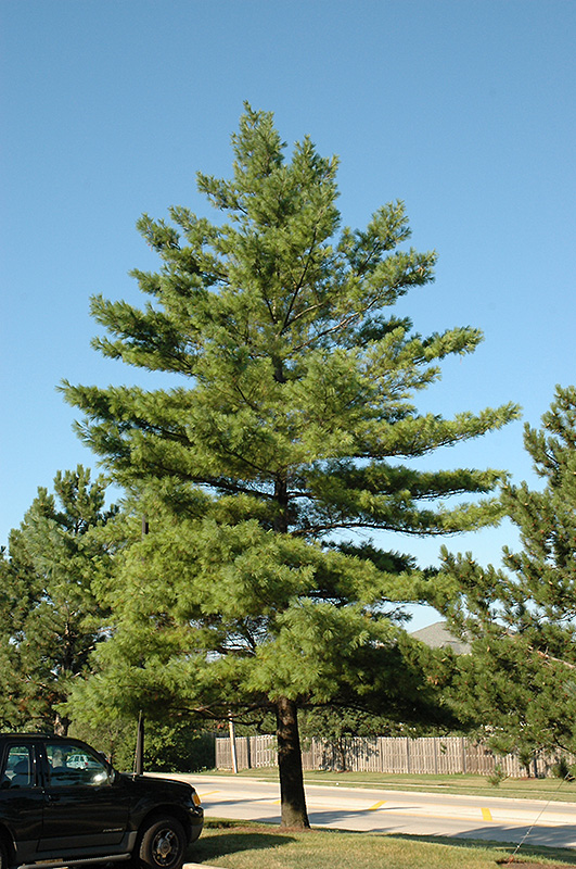 White Pine (Pinus strobus) at Caan Floral & Greenhouse