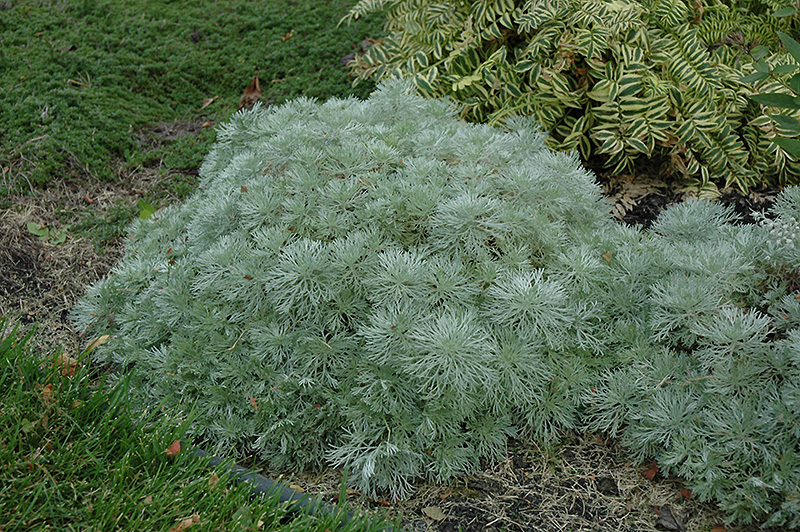 Silver Mound Artemesia (Artemisia schmidtiana 'Silver Mound') at Caan Floral & Greenhouse