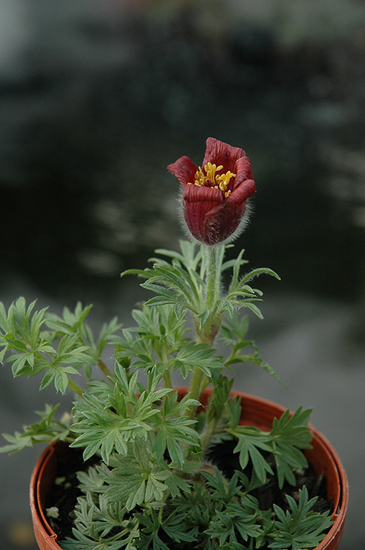 Red Bells Pasqueflower (Pulsatilla vulgaris 'Rote Glocke') at Caan Floral & Greenhouse