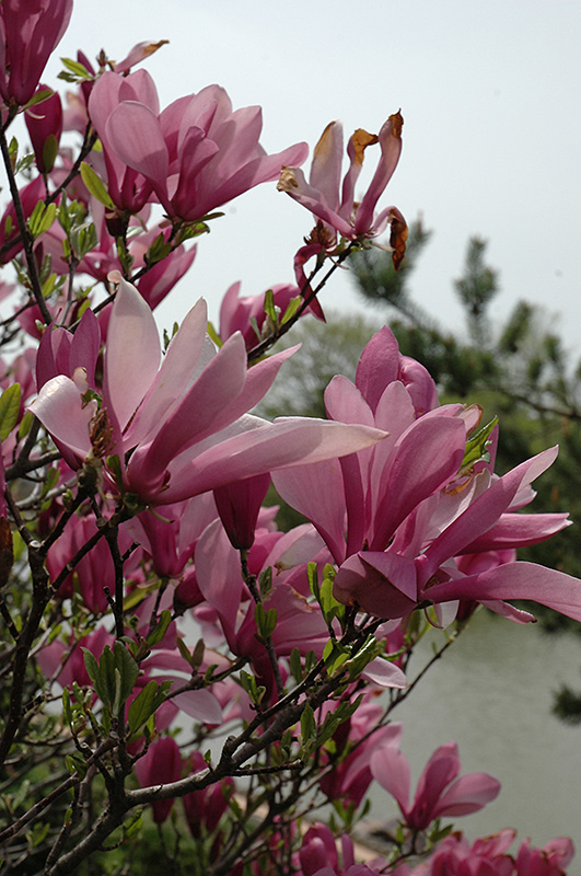Ann Magnolia (Magnolia 'Ann') at Caan Floral & Greenhouse