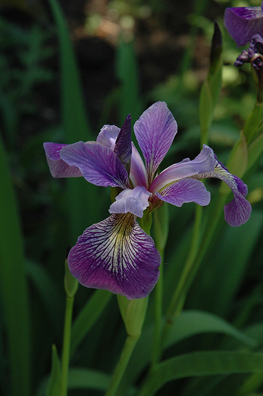 Blue Flag Iris (Iris versicolor) at Caan Floral & Greenhouse