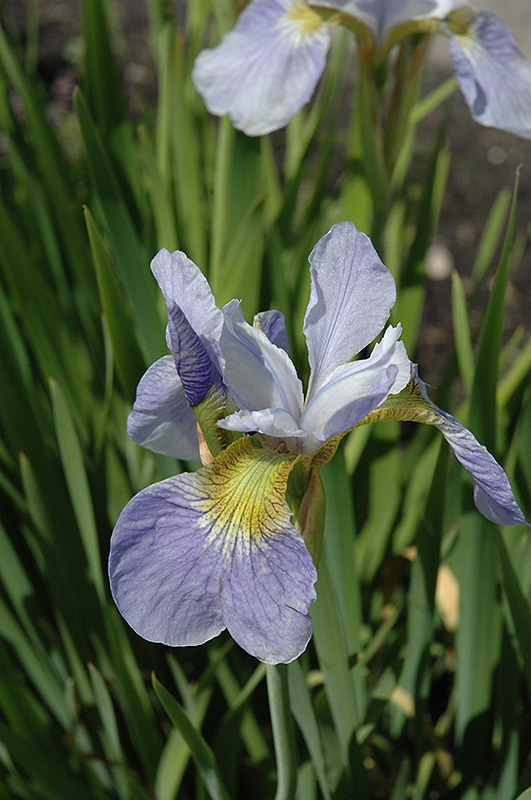 Sky Wings Siberian Iris (Iris sibirica 'Sky Wings') at Caan Floral & Greenhouse